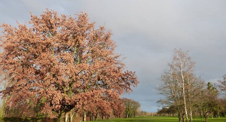Strasbourg Golf Club-2157