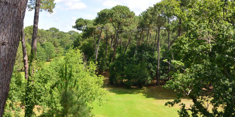 Mature trees at Biscarrosse Golf Club, near Bordeaux, south west France