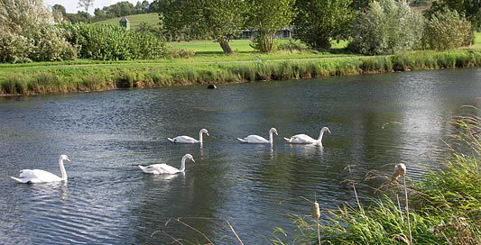Swans in the lake at L'Amiraute Golf Club, Normandy, France