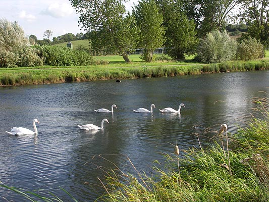 Swans in the lake at L'Amiraute Golf Club, Normandy, France