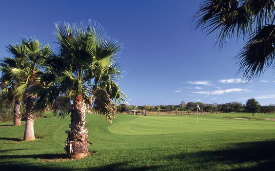 Palm trees at Cap d'Agde Golf Club, south of France. Golf Planet Holidays
