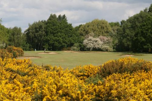 Beautiful woodland at Fulford Golf Course, York. Yorkshire, England. Golf Planet Holidays