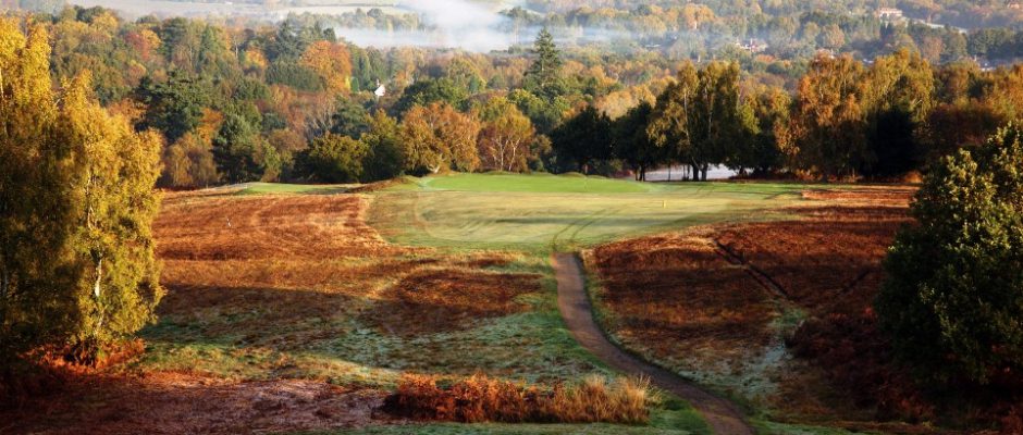 Gorse galore at Royal Ashdown Forest Golf Club Golf Course, Sussex, England. Golf Planet Holidays
