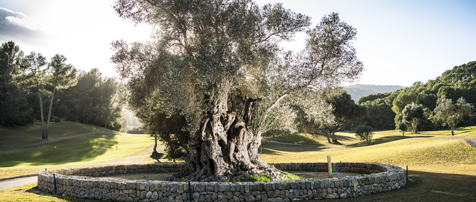 Beauty surrounds at Son Muntaner Golf Course, Son Vida, Mallorca