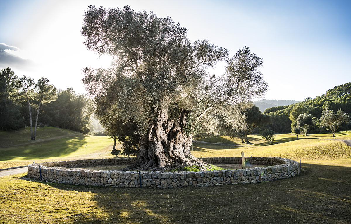Beauty surrounds at Son Muntaner Golf Course, Son Vida, Mallorca