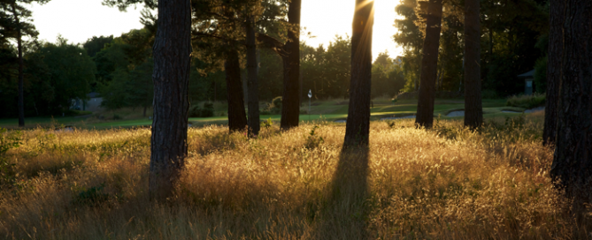 Deep rough at Moortown Golf Club, Leeds, Yorkshire, England