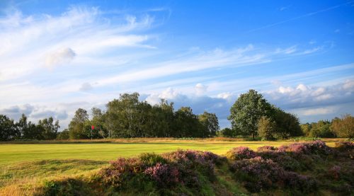 Heather surrounds the green at Royal Ashdown Forest Golf Club, Sussex, England