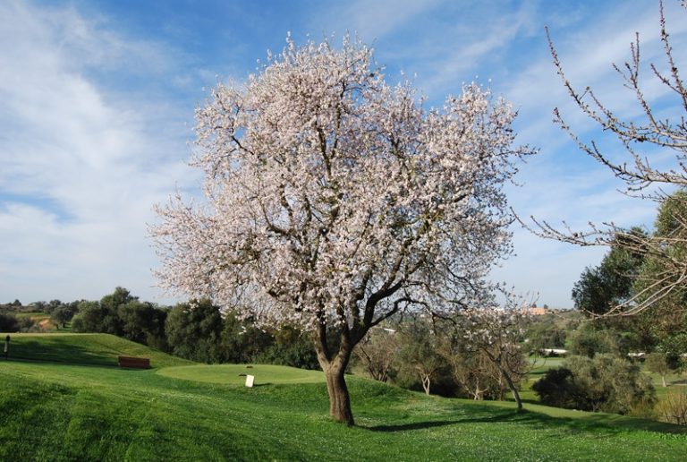 Pestana Vale da Pinta Golf Course, Carvoeira