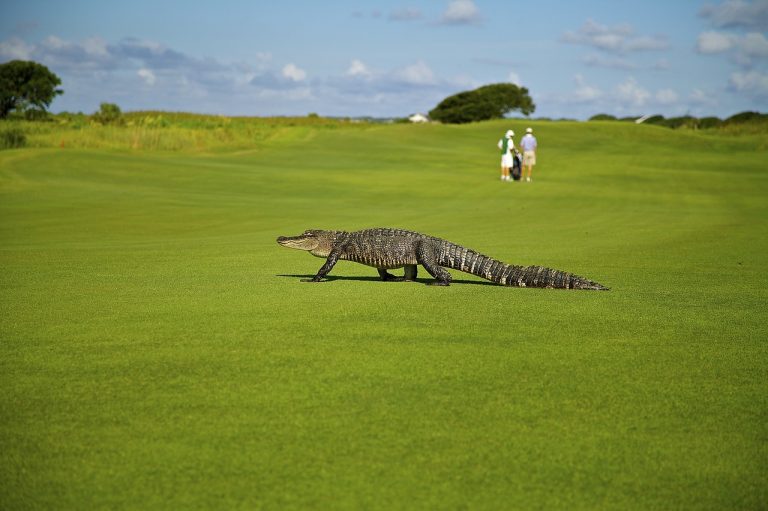 Can golf ever be environmentally friendly?