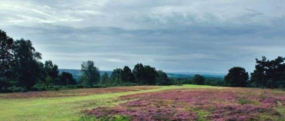 Testing rough at Crowborough Beacon Golf Club, England