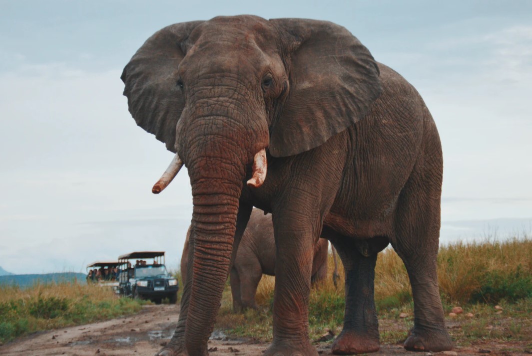 African Elephant Photo by Kelly Arnold Unsplash