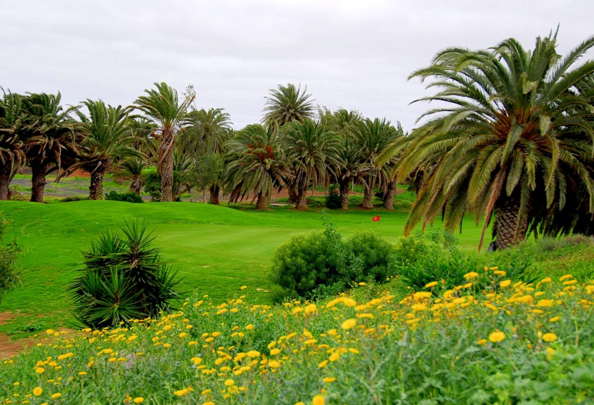 Beautiful yellow flowers at Lanzarote Golf Club, Canary Islands