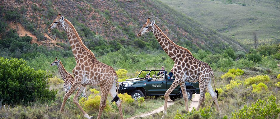Giraffes crossing at Gondwana Game Reserve, South Africa
