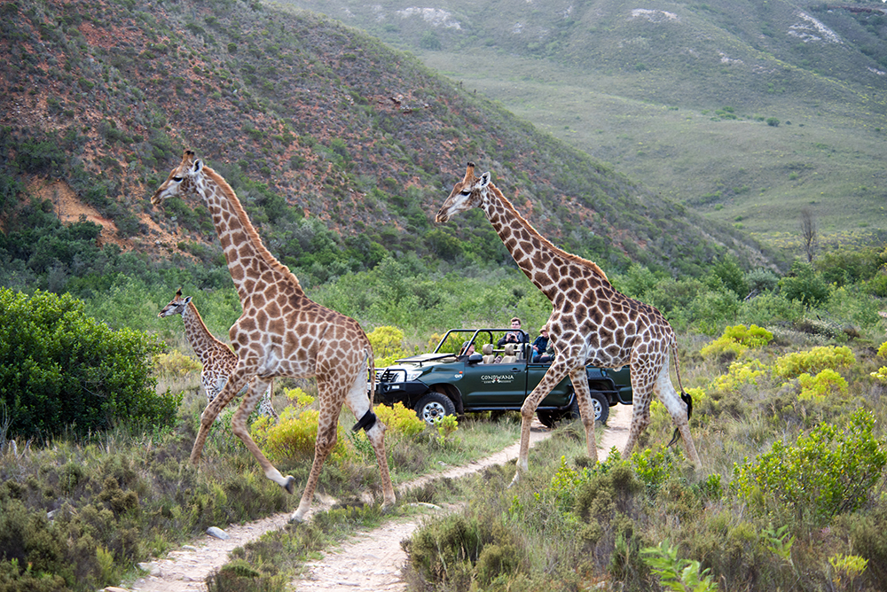 Giraffes crossing at Gondwana Game Reserve, South Africa