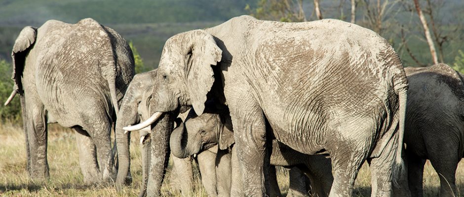 Elephants on patrol at Gondwana Game Reserve, South Africa