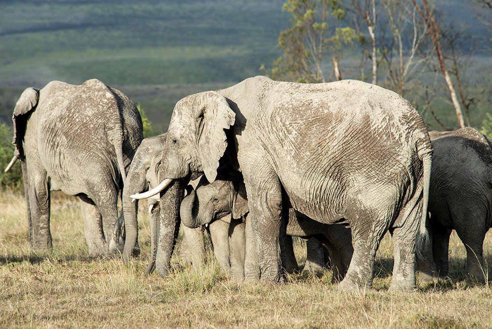 Elephants on patrol at Gondwana Game Reserve, South Africa