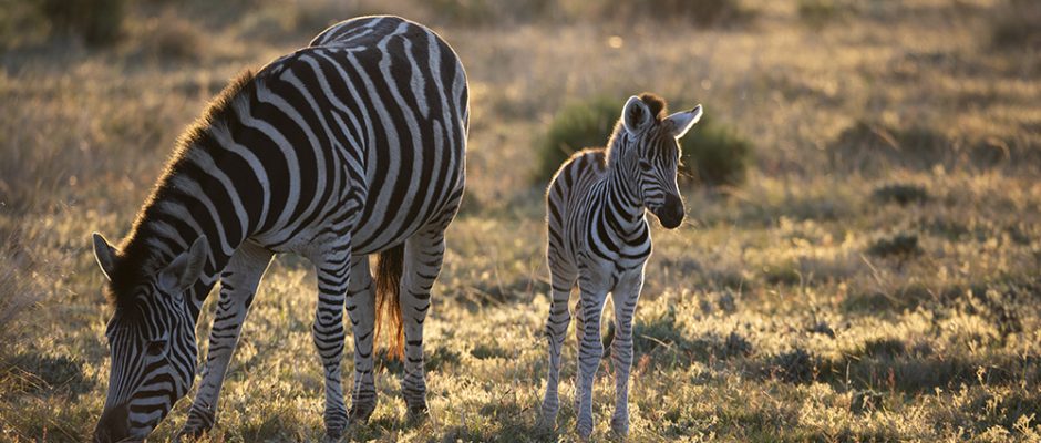 Zebra mare and foal enjoying the sunshine at Gondwana Game Reserve, South Africa