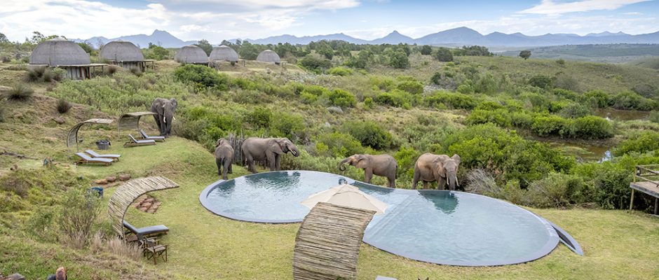 Beach towels on sun chairs count for nothing when the elephants arrive at the pool at Gondwana Game Reserve