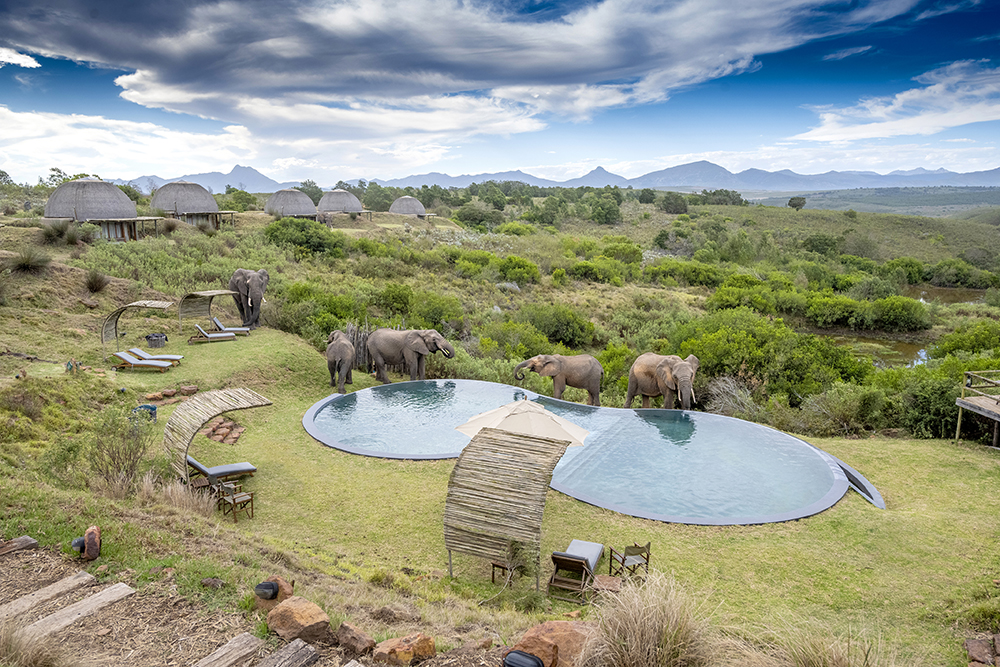 Beach towels on sun chairs count for nothing when the elephants arrive at the pool at Gondwana Game Reserve
