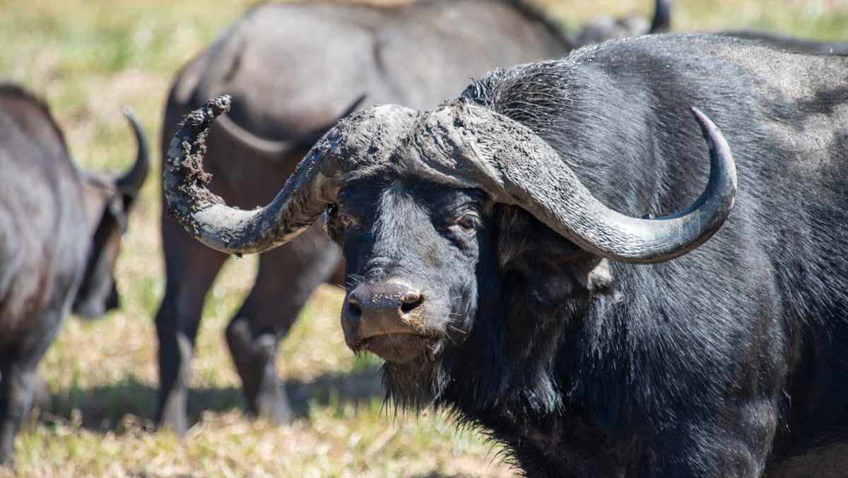 Buffaloes at Gondwana Game Reserve South Africa