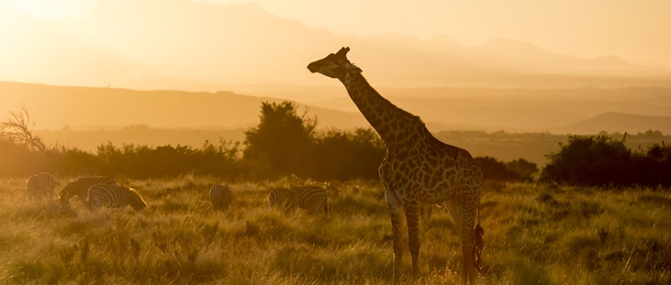 Sunset on the savannah at Gondwana Game Reserve, South Africa