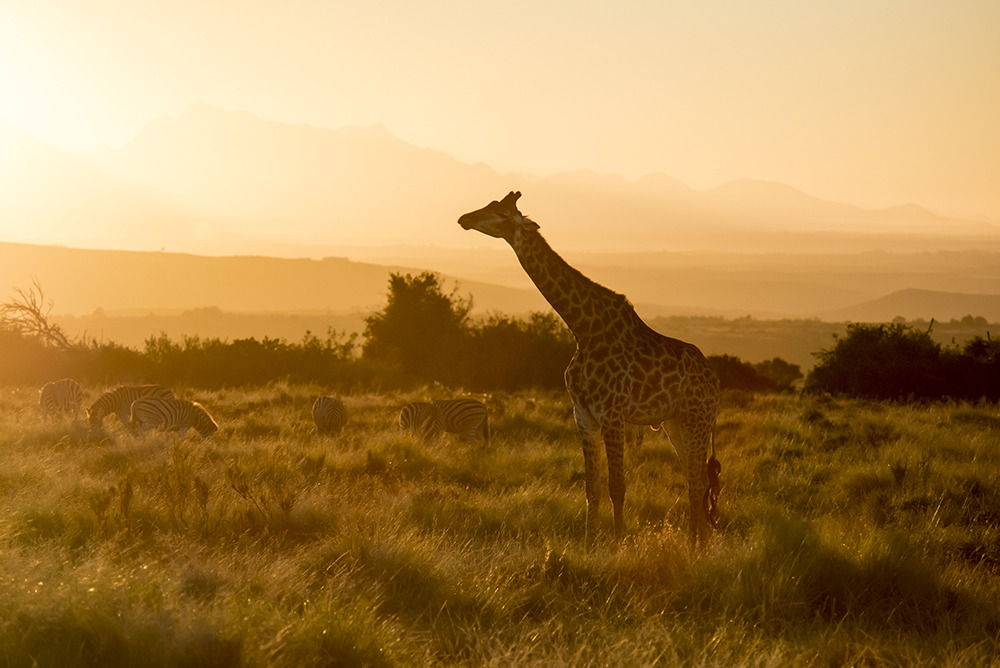 Sunset on the savannah at Gondwana Game Reserve, South Africa