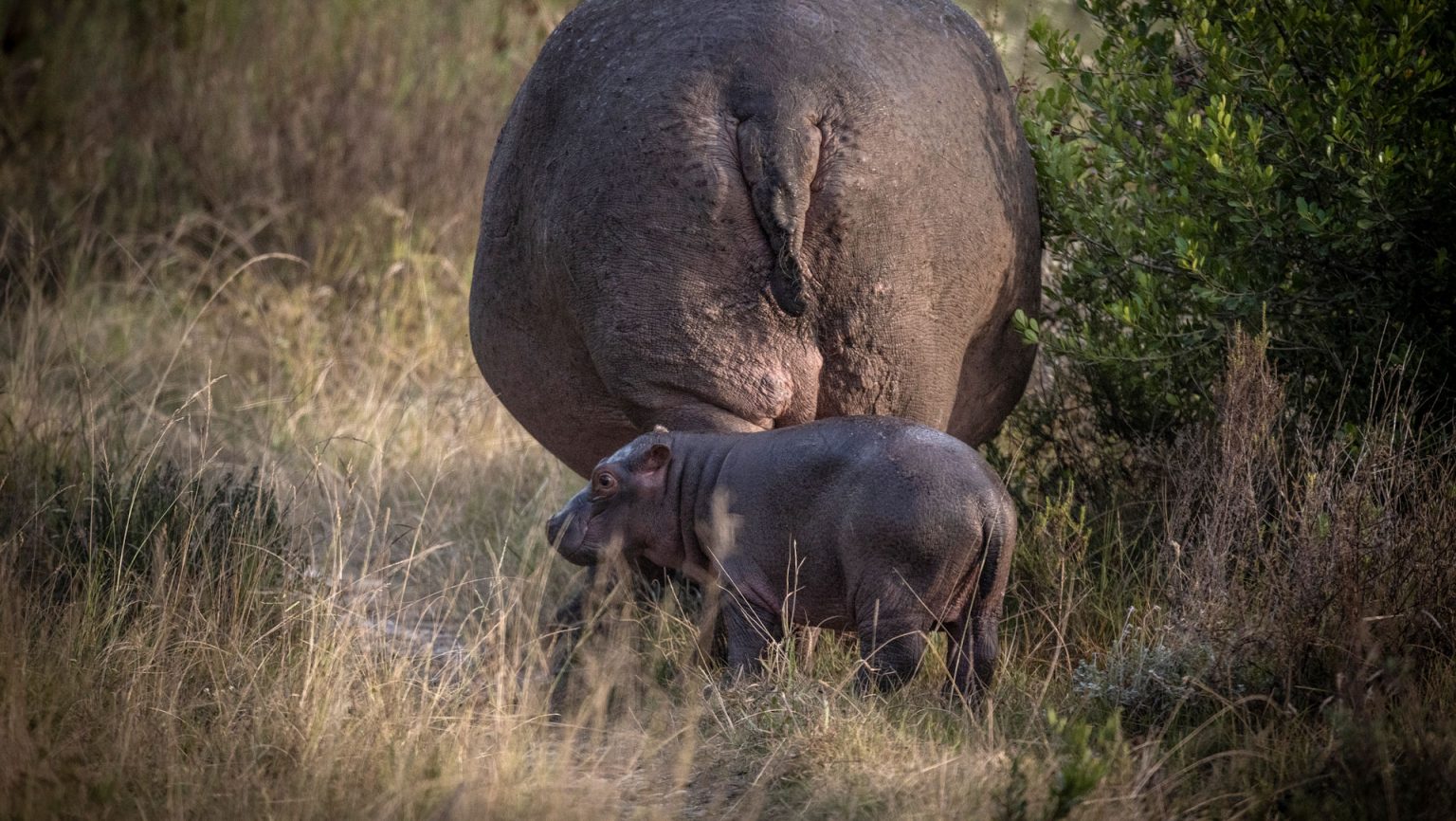 Watch out for the hippos at Gondwana Game Reserve, South Africa