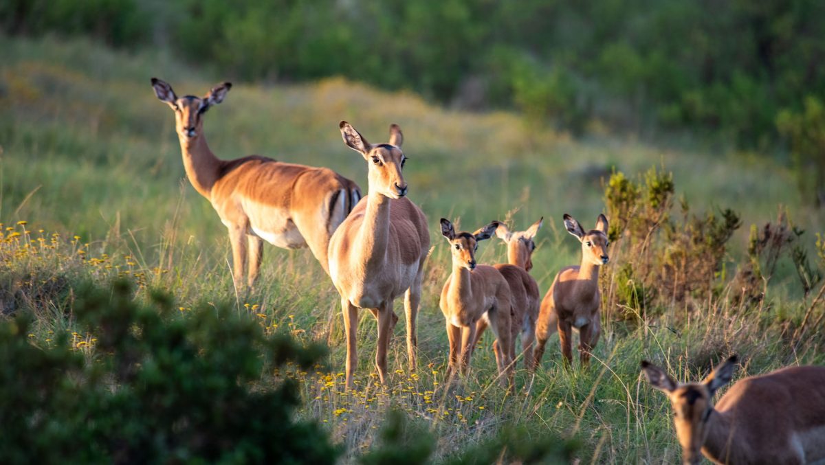 Watchful impalas at Gondwana Game Reserve, South Africa