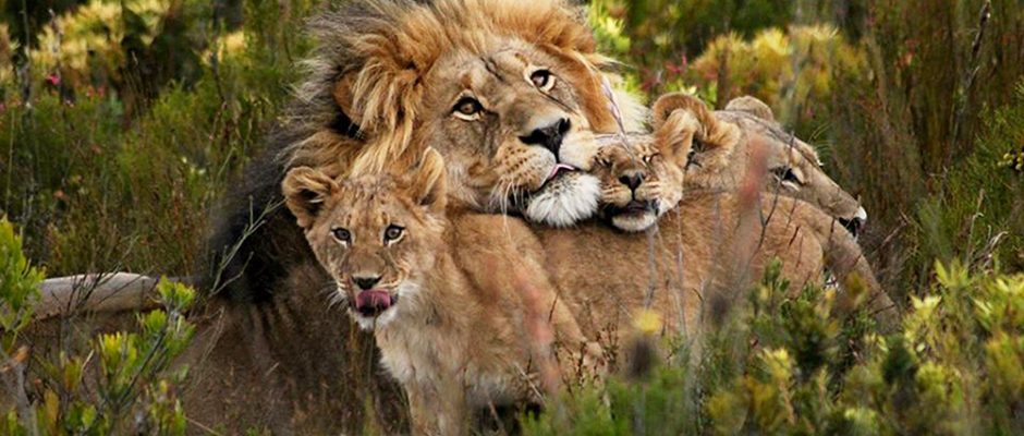Pride in the lions at Gondwana Game Reserve, South Africa