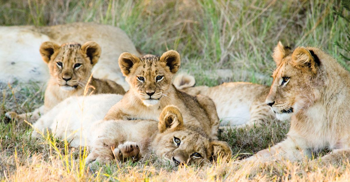 Family time for the lions at Gondwana Game Reserve, South Africa