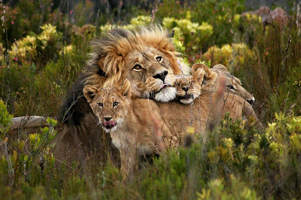 Pride in the lions at Gondwana Game Reserve, South Africa