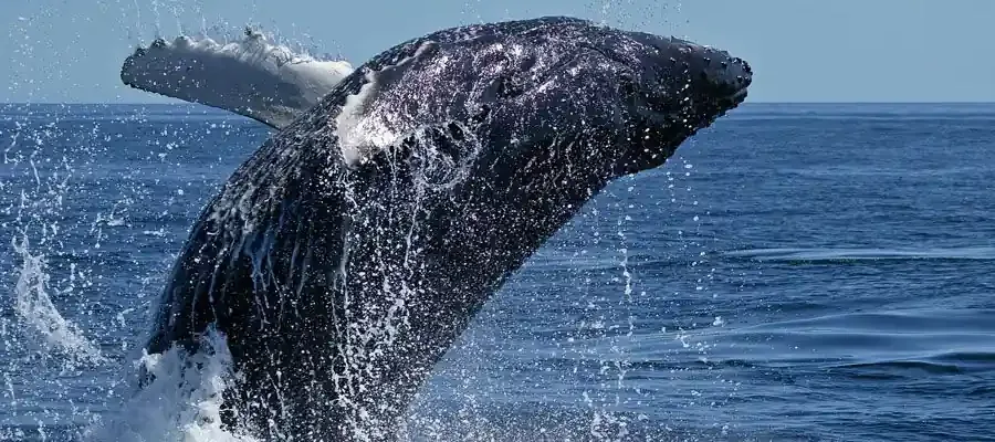 Enjoy a whale watching excursion on the Western Cape, South Africa. Golf Planet Holidays.