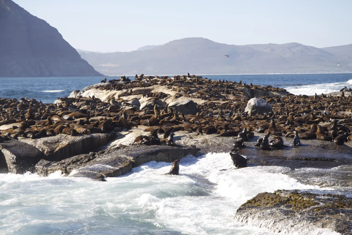 Meet the seals on the Cape Peninsula, South Africa. Golf Planet Holidays.