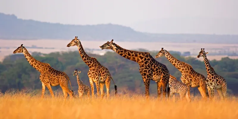 Enjoy a safari excursion on the Western Cape, South Africa with Golf Planet Holidays
