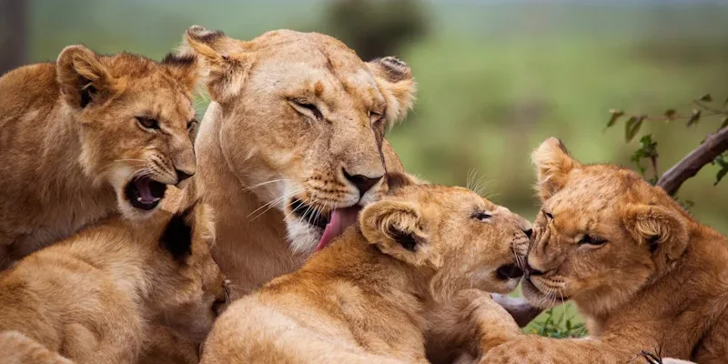 Enjoy a safari excursion on the Western Cape, South Africa with Golf Planet Holidays