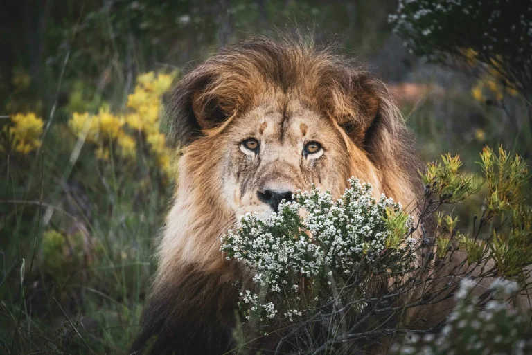 Golf & Safari: A Hosted Tour of South Africa’s Cape